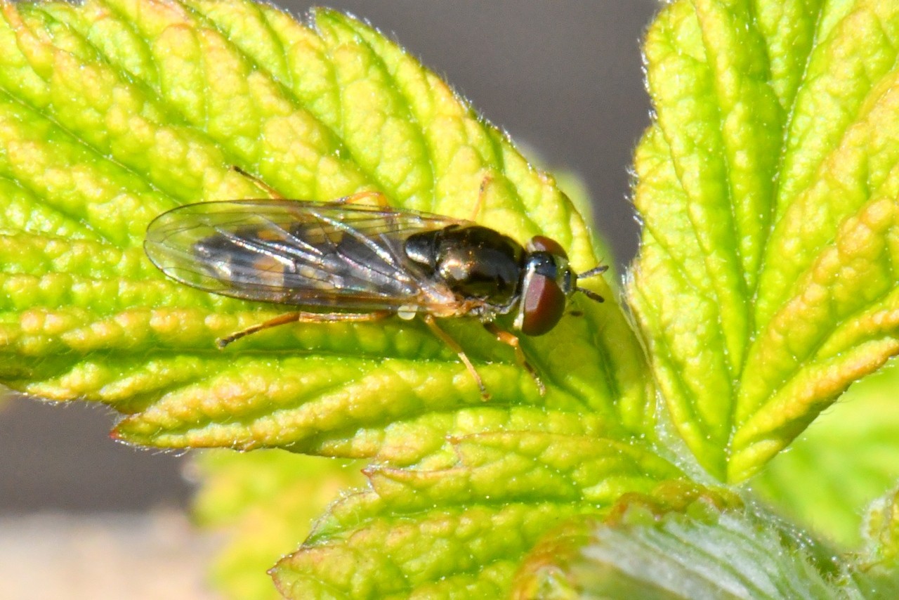 Melanostoma scalare (Fabricius, 1794) (femelle)