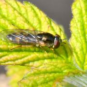 Melanostoma scalare (Fabricius, 1794) (femelle)