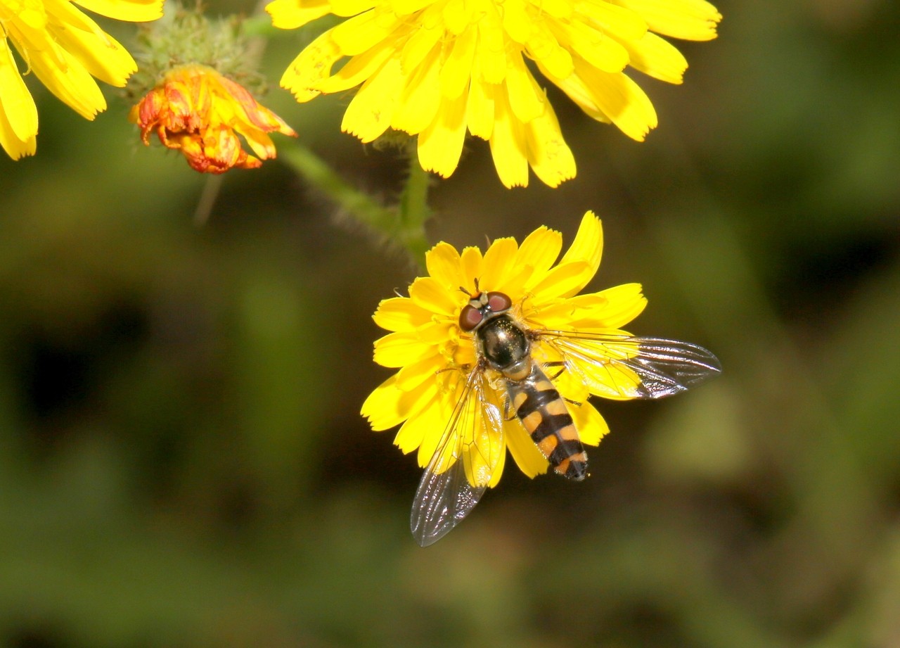 Meliscaeva auricollis (Meigen, 1822) (femelle)