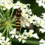 Meliscaeva cinctella (Zetterstedt, 1843) (femelle)