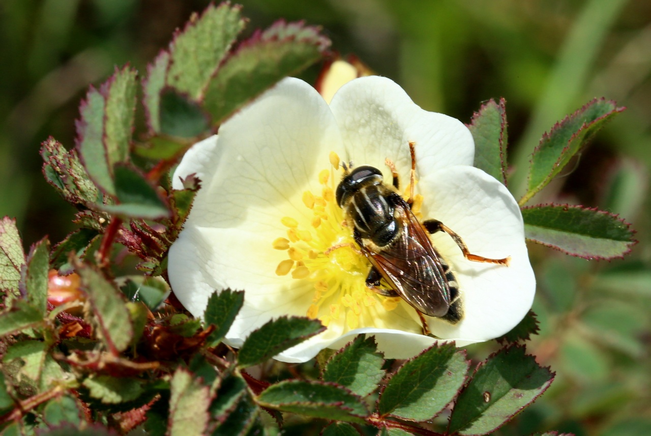 Merodon avidus (Rossi, 1790) (femelle)