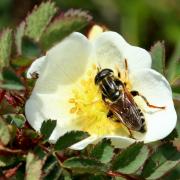 Merodon avidus (Rossi, 1790) (femelle)