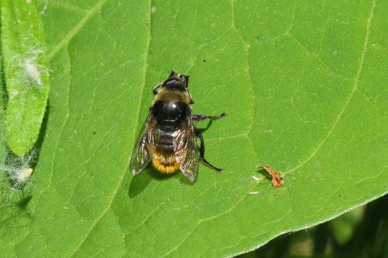 Merodon equestris (Fabricius, 1794) - Syrphe des Narcisses, Mouche des Narcisses 