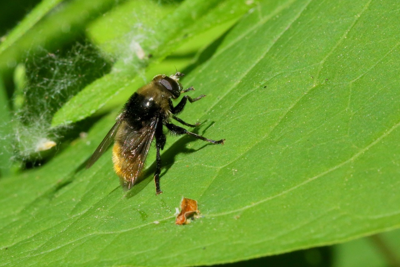 Merodon equestris (Fabricius, 1794) - Syrphe des Narcisses, Mouche des Narcisses 