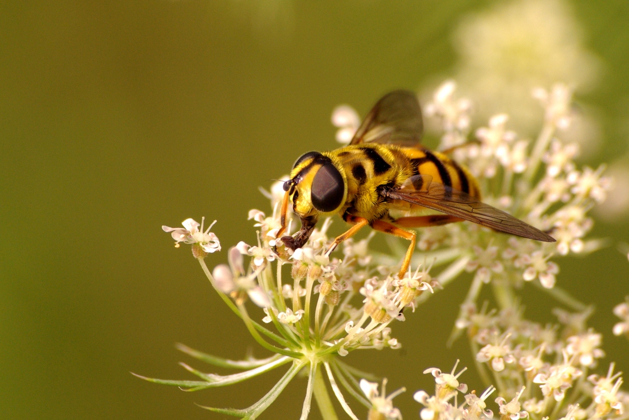 Myathropa florea (Linnaeus, 1758) - Eristale des fleurs (femelle)