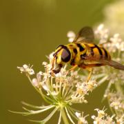 Myathropa florea (Linnaeus, 1758) - Eristale des fleurs (femelle)