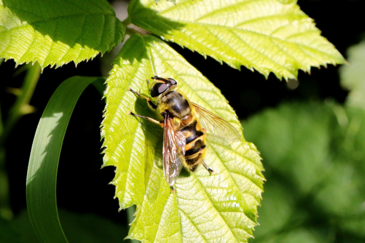 Myathropa florea (Linnaeus, 1758) - Eristale des fleurs