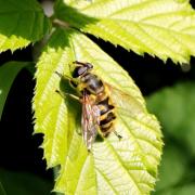 Myathropa florea (Linnaeus, 1758) - Eristale des fleurs