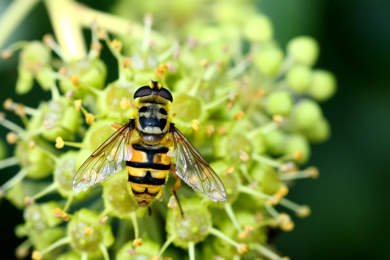 Myathropa florea (Linnaeus, 1758) - Eristale des fleurs (femelle)