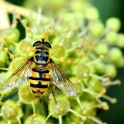 Myathropa florea (Linnaeus, 1758) - Eristale des fleurs (femelle)