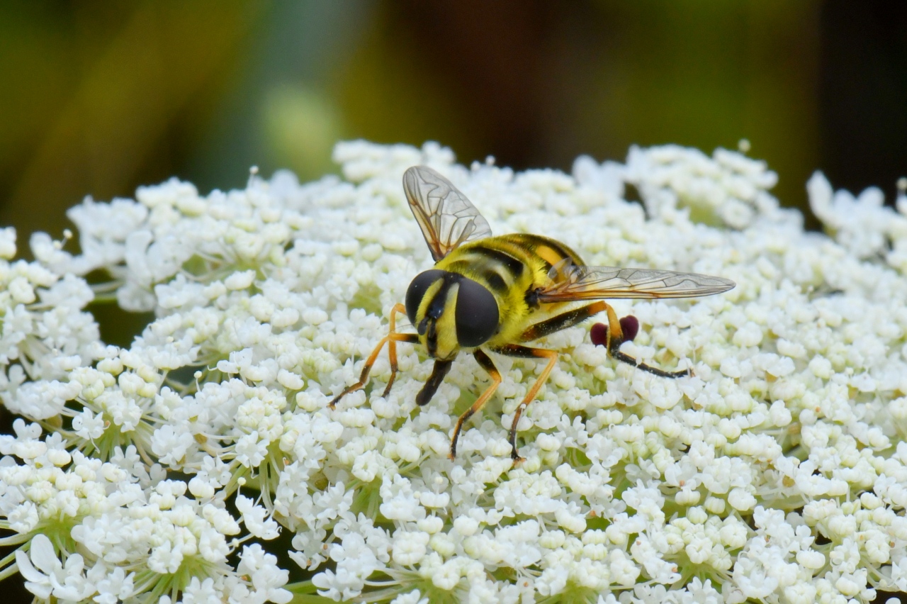 Myathropa florea (Linnaeus, 1758) - Eristale des fleurs (femelle)