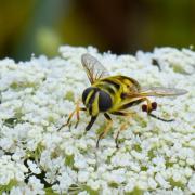 Myathropa florea (Linnaeus, 1758) - Eristale des fleurs (femelle)