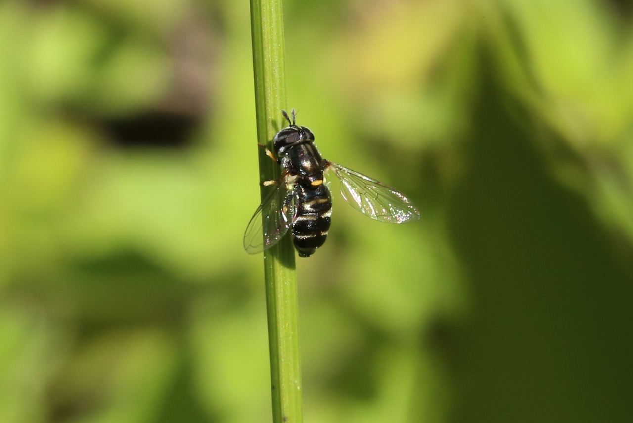 Paragus pecchiolii Rondani, 1857 (femelle)