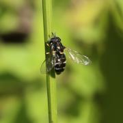 Paragus pecchiolii Rondani, 1857 (femelle)