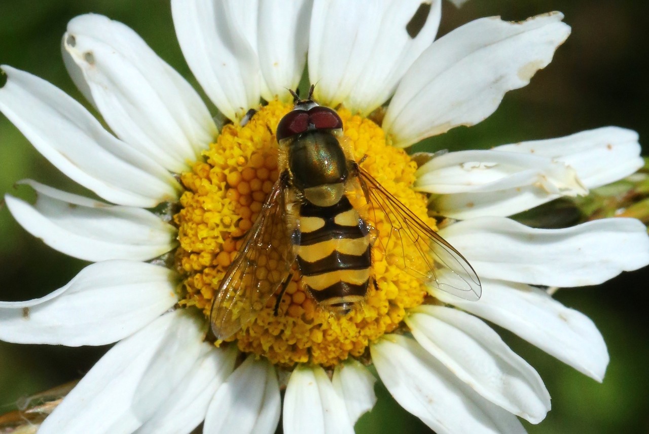 Parasyrphus annulatus (Zetterstedt, 1843)