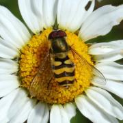 Parasyrphus annulatus (Zetterstedt, 1843)