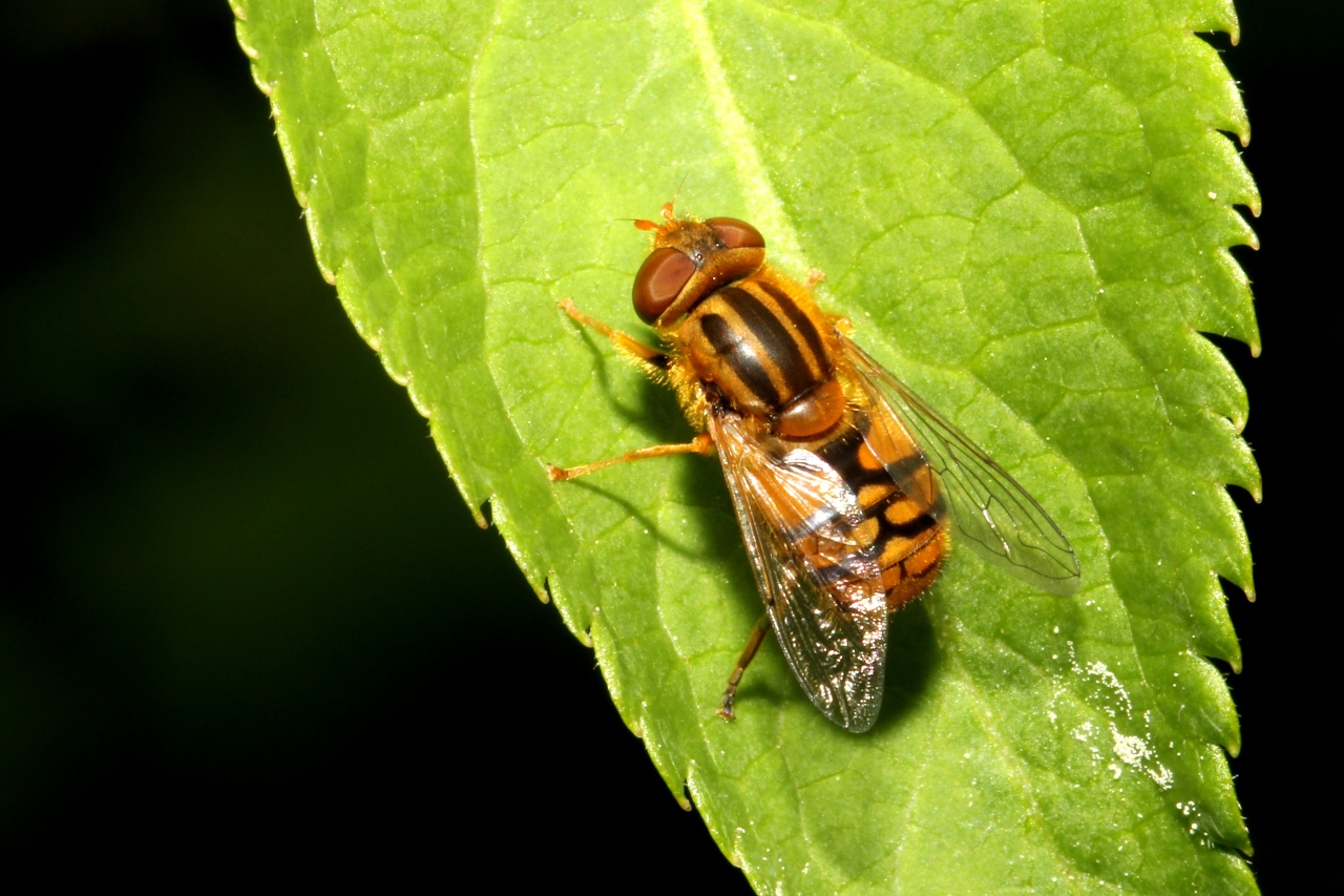 Parhelophilus versicolor (Fabricius, 1794) (mâle)