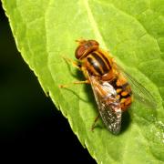 Parhelophilus versicolor (Fabricius, 1794) (mâle)