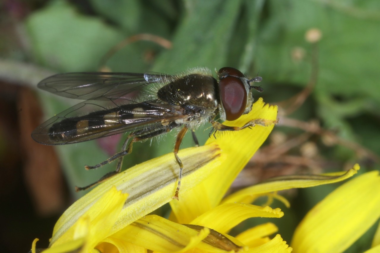 Platycheirus scutatus (Meigen, 1822) (mâle)