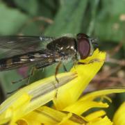 Platycheirus scutatus (Meigen, 1822) (mâle)