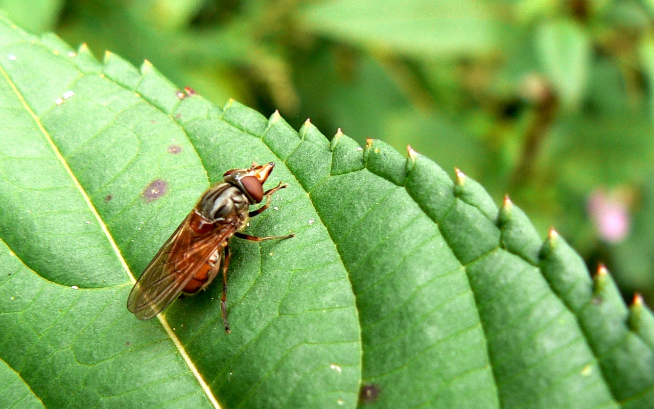 Rhingia campestris - Rhyngie champêtre, Syrphe à long nez des champs (femelle)