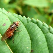 Rhingia campestris - Rhyngie champêtre, Syrphe à long nez des champs (femelle)