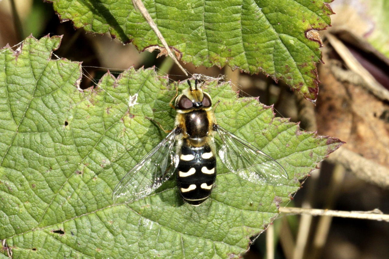 Scaeva pyrastri (Linnaeus, 1758) - Syrphe du Poirier, Syrphe pyrastre (femelle)