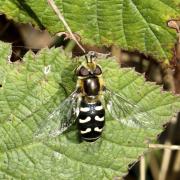 Scaeva pyrastri (Linnaeus, 1758) - Syrphe du Poirier, Syrphe pyrastre (femelle)