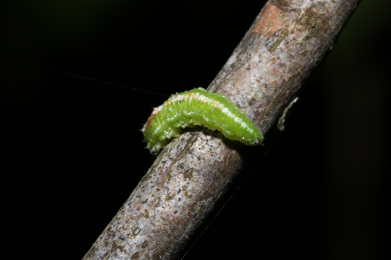 Scaeva sp (larve)