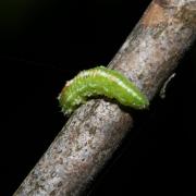 Scaeva sp (larve)
