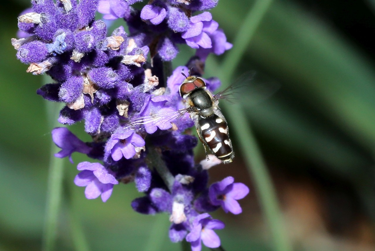 Scaeva pyrastri (Linnaeus, 1758) - Syrphe du Poirier, Syrphe pyrastre (mâle)