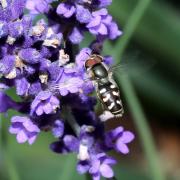 Scaeva pyrastri (Linnaeus, 1758) - Syrphe du Poirier, Syrphe pyrastre (mâle)