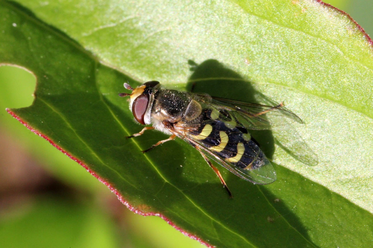 Scaeva selenitica (Meigen, 1822) (femelle)