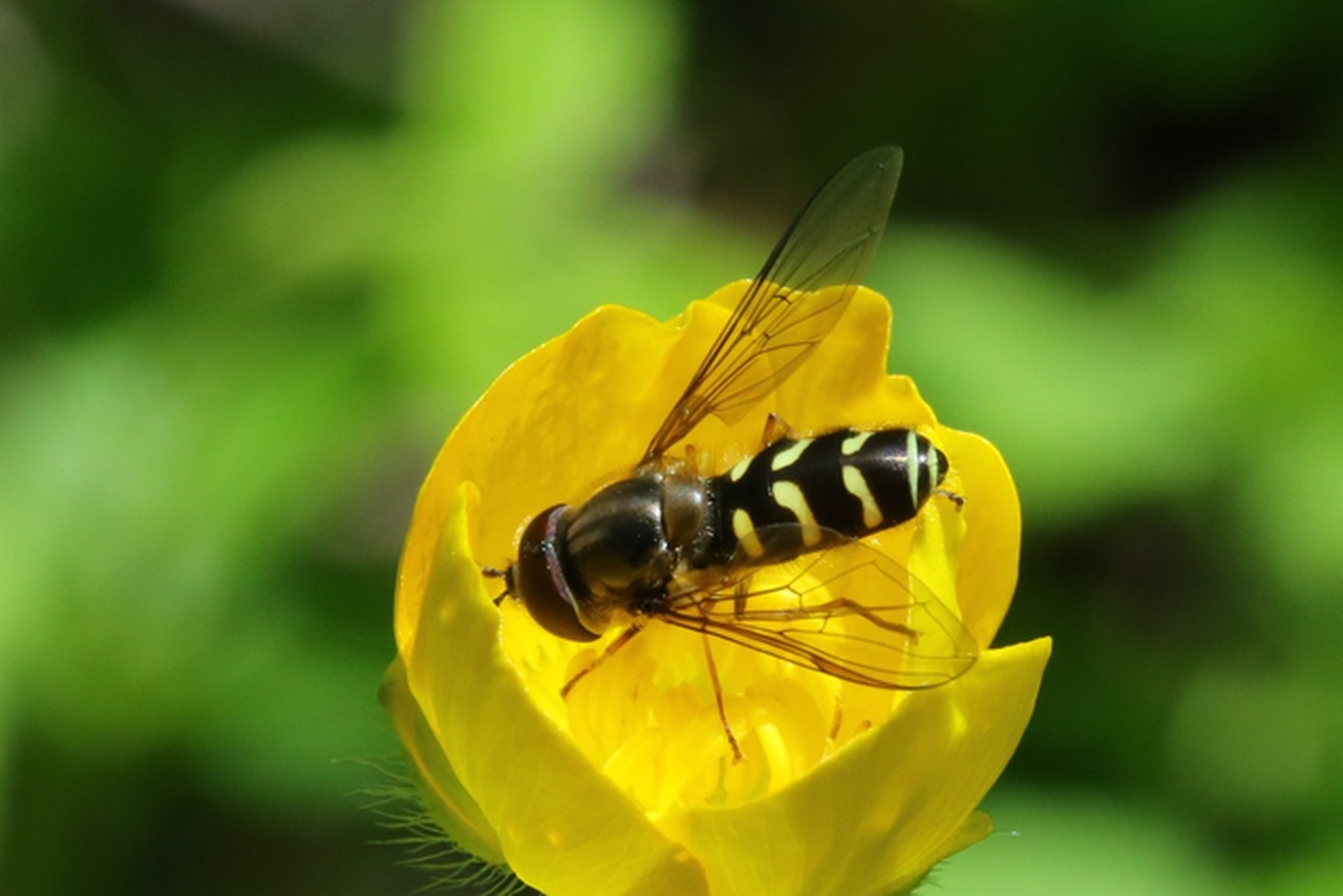 Scaeva selenitica (Meigen, 1822) (mâle)