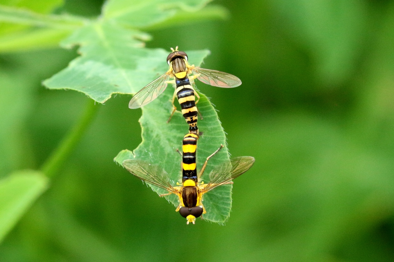 Sphaerophoria scripta (Linnaeus, 1758) (accouplement)