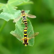 Sphaerophoria scripta (Linnaeus, 1758) (accouplement)