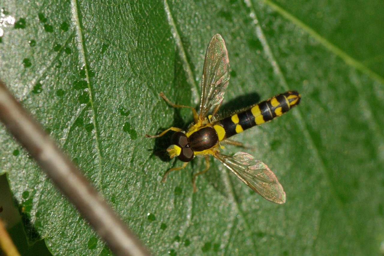 Sphaerophoria scripta (Linnaeus, 1758) - Syrphe porte-plume (mâle)