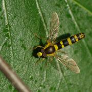 Sphaerophoria scripta (Linnaeus, 1758) - Syrphe porte-plume (mâle)