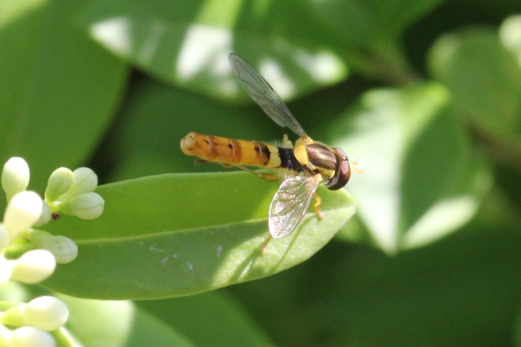 Sphaerophoria scripta (Linnaeus, 1758) - Syrphe porte-plume (mâle)