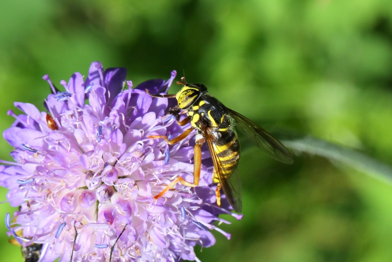 Spilomyia manicata (Rondani, 1865) (femelle)