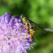 Spilomyia manicata (Rondani, 1865) (femelle)