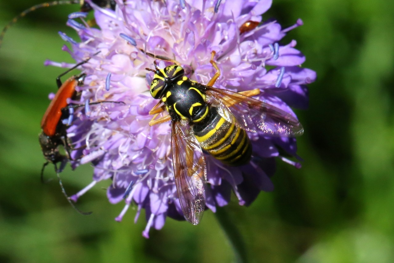 Spilomyia manicata (Rondani, 1865) (femelle)