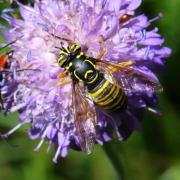 Spilomyia manicata (Rondani, 1865) (femelle)