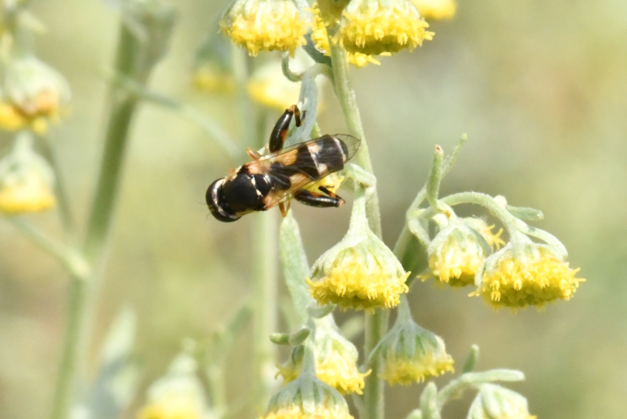 Syritta pipiens (Linnaeus, 1758) - Syritte piaulante (mâle)