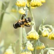 Syritta pipiens (Linnaeus, 1758) - Syritte piaulante (mâle)