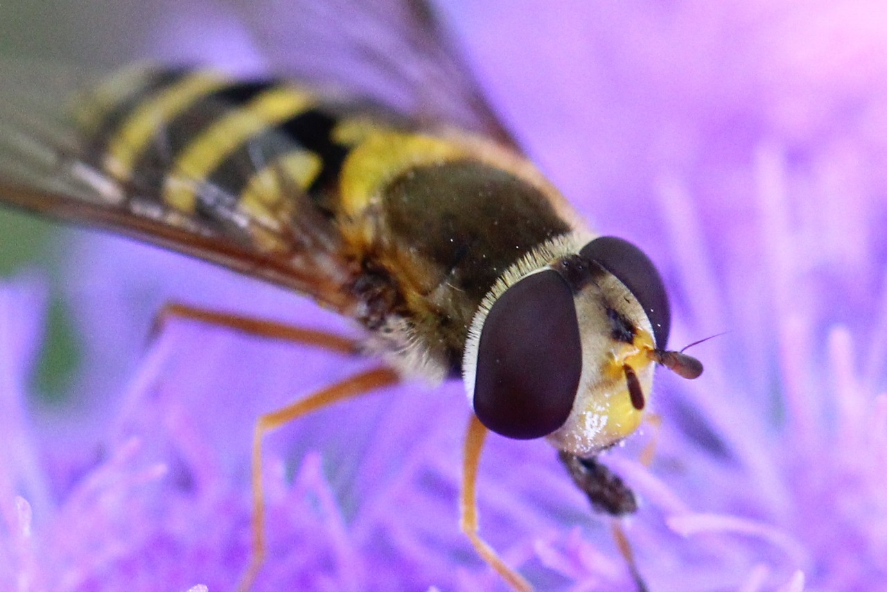 Syrphus ribesii (Linnaeus, 1758) - Syrphe du Groseillier