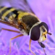 Syrphus ribesii (Linnaeus, 1758) - Syrphe du Groseillier