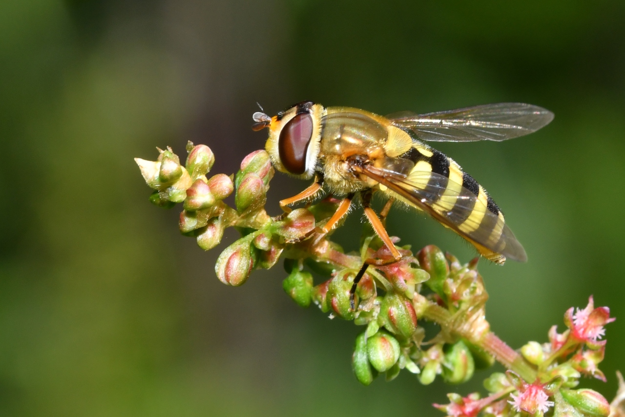 Syrphus ribesii (Linnaeus, 1758) - Syrphe du Groseillier (femelle)