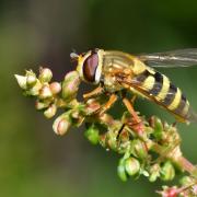 Syrphus ribesii (Linnaeus, 1758) - Syrphe du Groseillier (femelle)