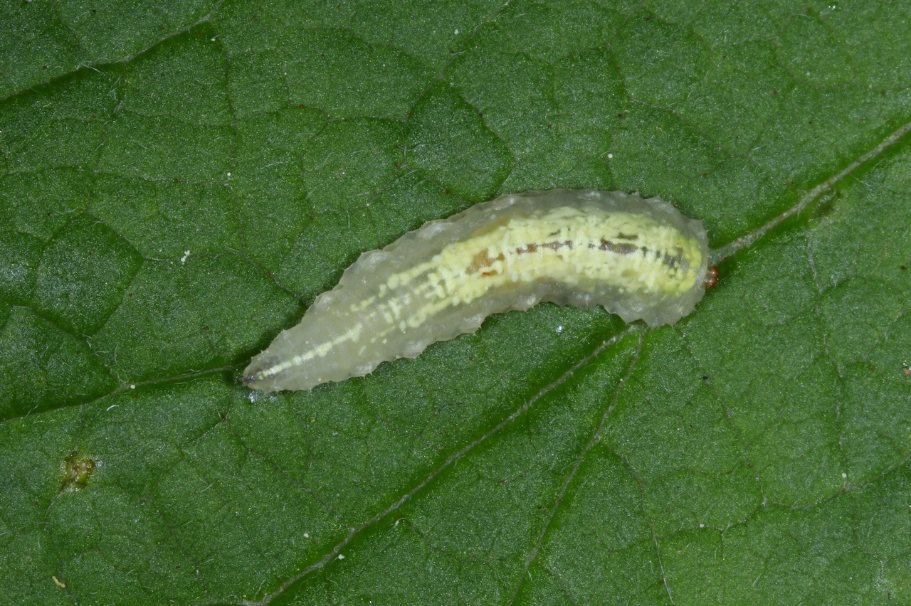 Syrphus ribesii (Linnaeus, 1758) - Syrphe du Groseillier (larve)